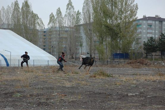 KURBAN TERÖR ESTİRDİ