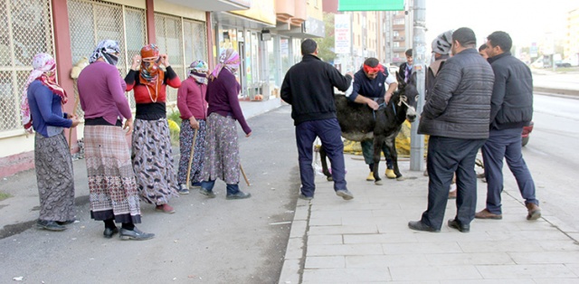 ERZURUM'DA DEVE OYUNU