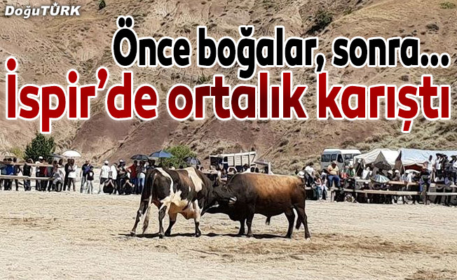 İspir’de önce boğalar sonra çevredekiler kapıştı