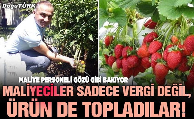 Maliyeciler sadece vergi değil, ürün de topladılar!