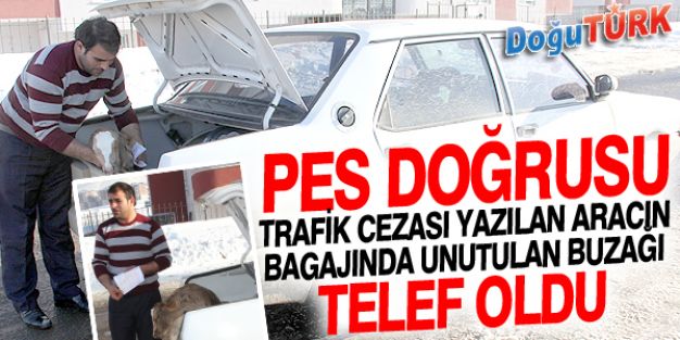 HASTA BUZAĞI TRAFİK CEZASI KURBANI OLDU