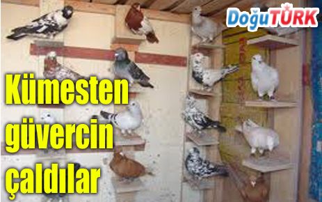 KÜMESTEN 26 ADET GÜVERCİN VE 2 KUZU ÇALINDI