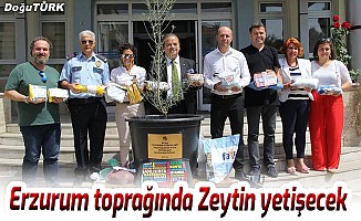 Erzurum toprağında Zeytin yetişecek