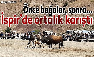 İspir’de önce boğalar sonra çevredekiler kapıştı