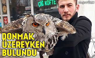 Donmak üzereyken bulunan baykuşa şefkat eli